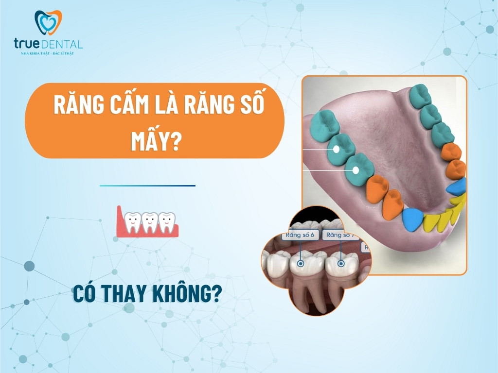 Răng cấm là răng số mấy? Có thay không?
