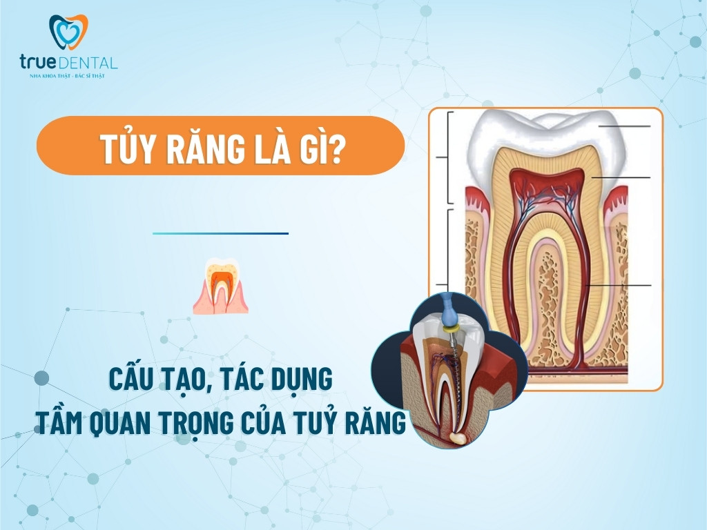 Tủy răng là gì? Cấu tạo, tác dụng và tâm quan trọng của tuỷ răng