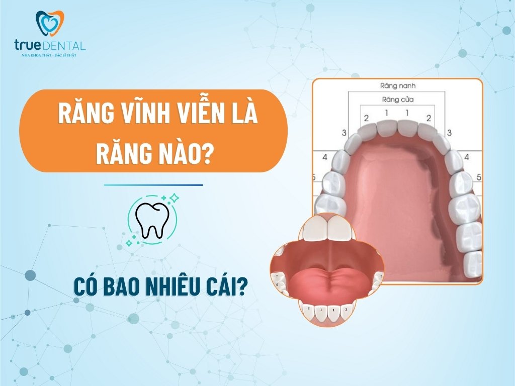 Răng vĩnh viễn là răng nào? Có bao nhiêu cái?
